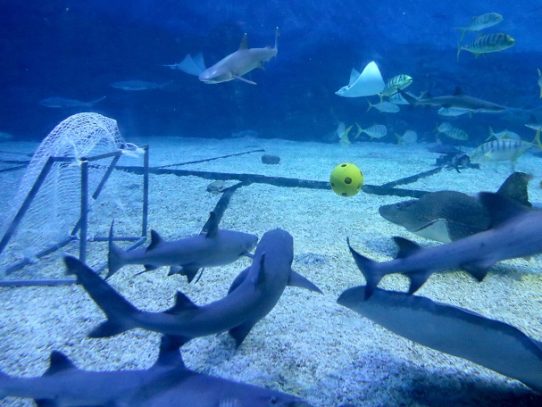 Estudio revela declive de población de tiburones de arrecife