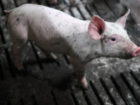 Más de 180 cerdos mueren en un accidente de carretera en Francia