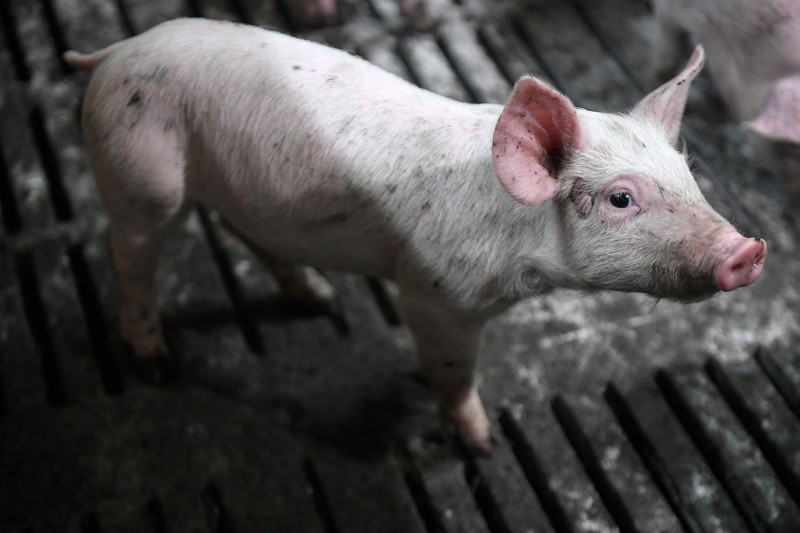 Más de 180 cerdos mueren en un accidente de carretera en Francia
