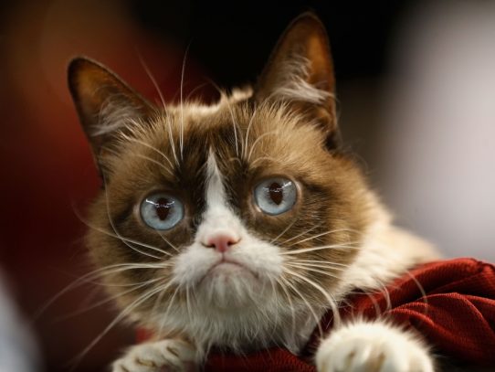 Grumpy Cat, la gata sensación en internet, muere a los 7 años