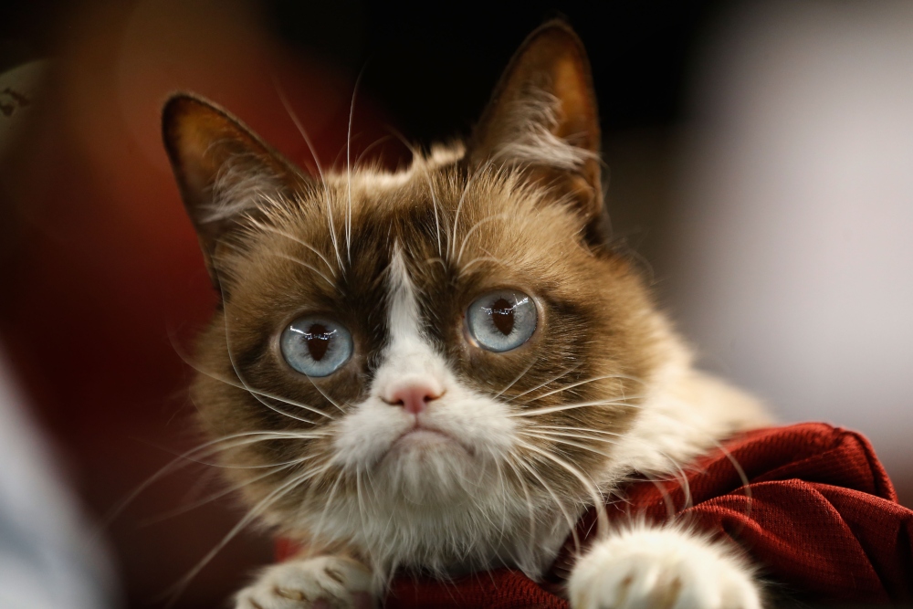 Grumpy Cat, la gata sensación en internet, muere a los 7 años