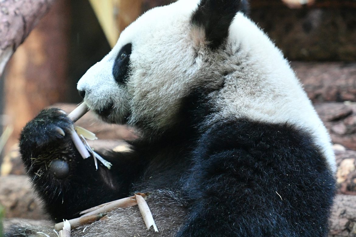 Dos pandas gemelos, una promesa para la supervivencia de la especie