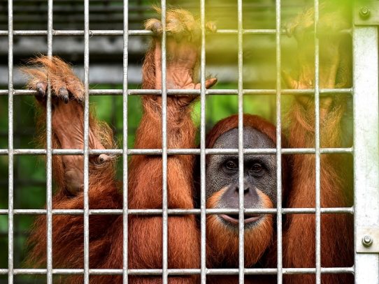 Indonesia devuelve a la vida salvaje a dos orangutanas