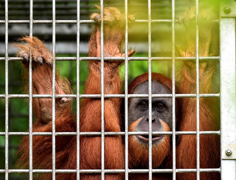 Indonesia devuelve a la vida salvaje a dos orangutanas
