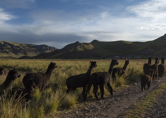 Las apacibles alpacas andinas, punta de lanza del negocio textil peruano