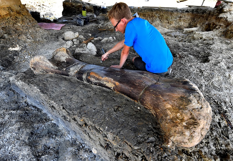 Hallazgo de colosal fósil de dinosaurio en Francia fascina a científicos