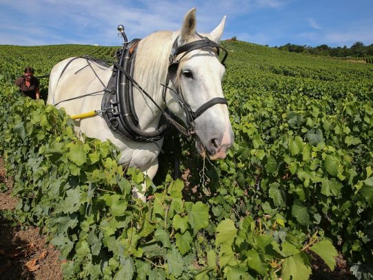 Los caballos, el futuro de los viñedos ecológicos en Francia