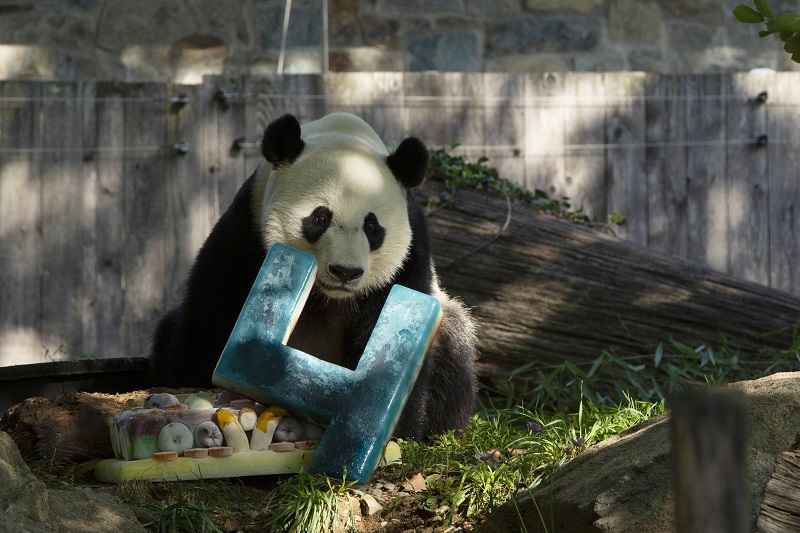 El panda gigante Bei Bei celebra su cuarto cumpleaños en un zoológico de EEUU