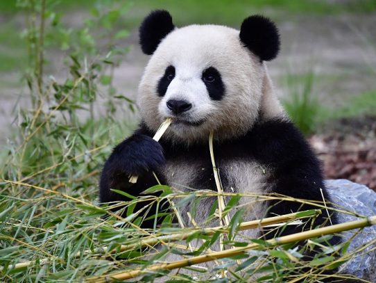 Meng Meng, osa panda del zoológico de Berlín, se encuentra preñada