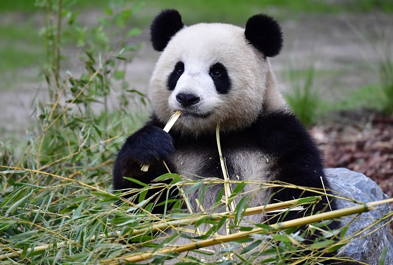 Meng Meng, osa panda del zoológico de Berlín, se encuentra preñada
