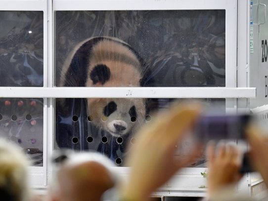 Una osa panda da a luz a dos gemelos en el zoo de Berlín