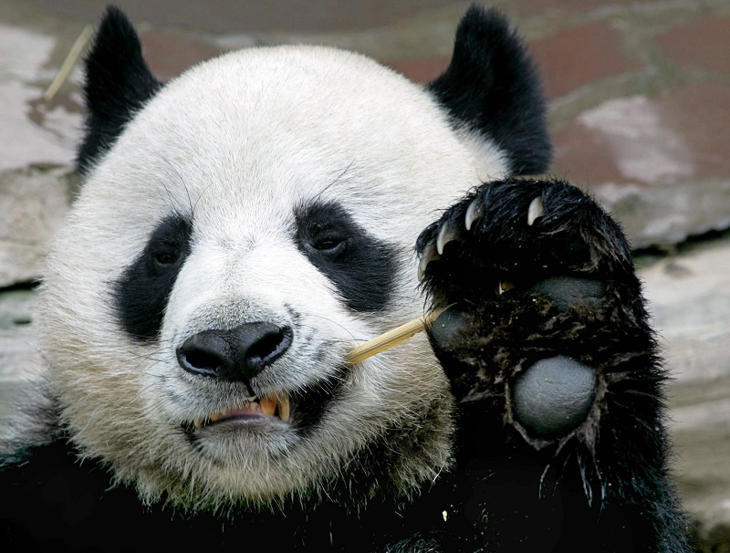 China dice que el panda prestado a Tailandia murió de un ataque cardíaco