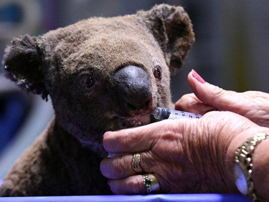 Una docena de koalas de las Montañas Azules, rescatados de incendios en Australia