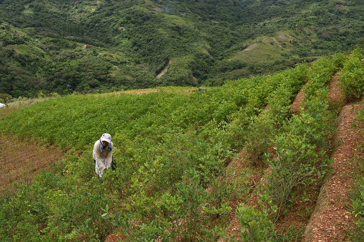 ONU detecta aumento de cultivos de coca en Bolivia y gobierno culpa a Morales