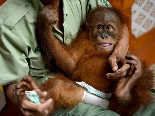 Bebé orangután hallado en una maleta en Indonesia será devuelto a la naturaleza