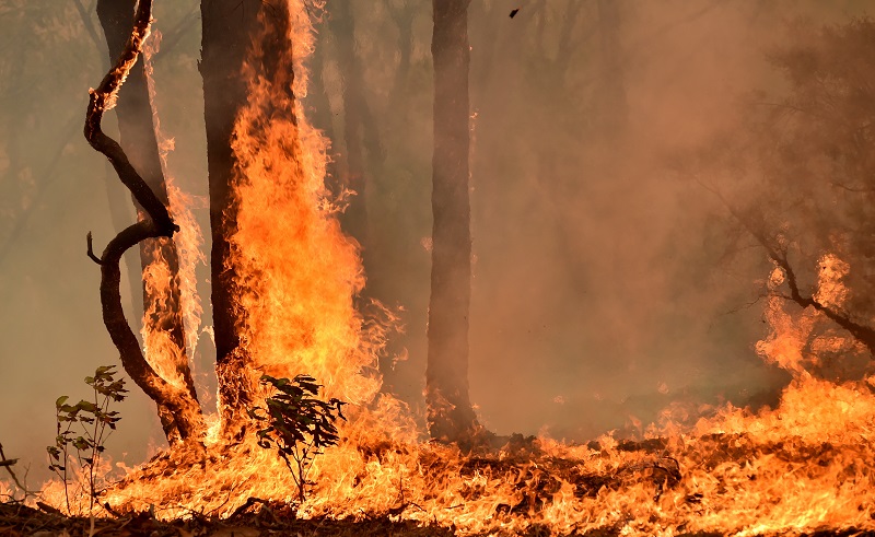 El calor aviva el fuego en Australia y declaran el estado de emergencia en el sureste