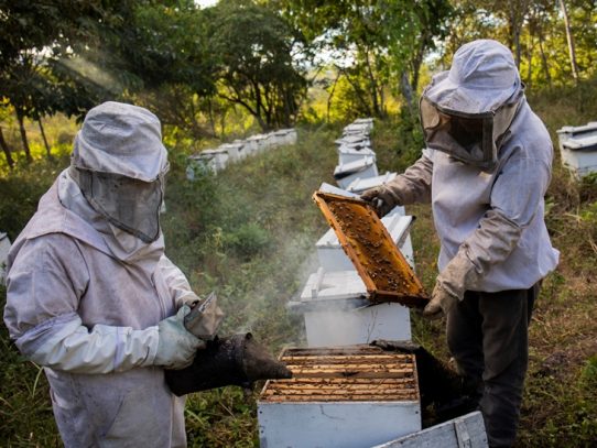 Apicultores en Nicaragua crían abejas reinas para paliar efectos de la sequía