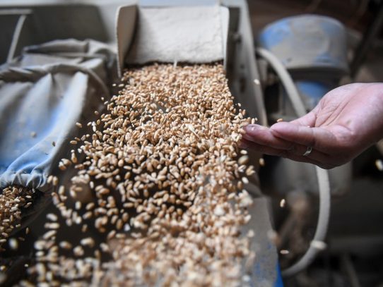 El trigo sigue en alza en Chicago por la sequía, el maíz cae