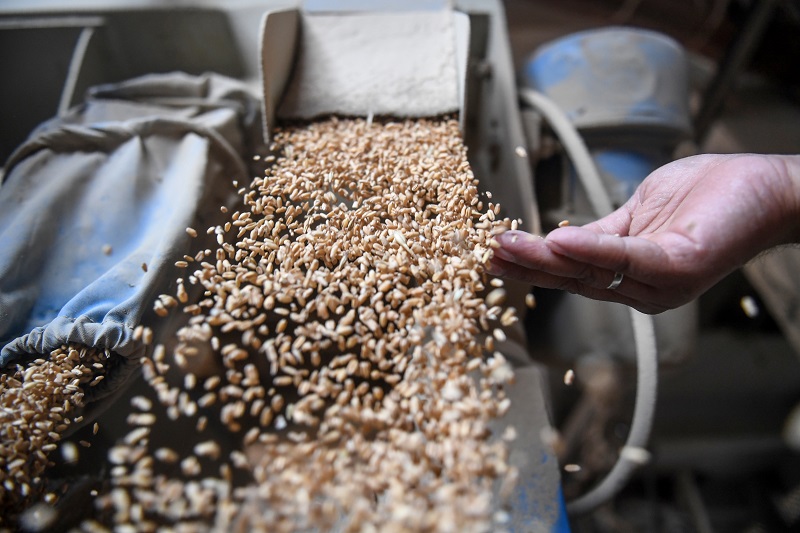 Chicago: maíz y soja bajan por fortalecimiento del dólar, trigo sigue al alza