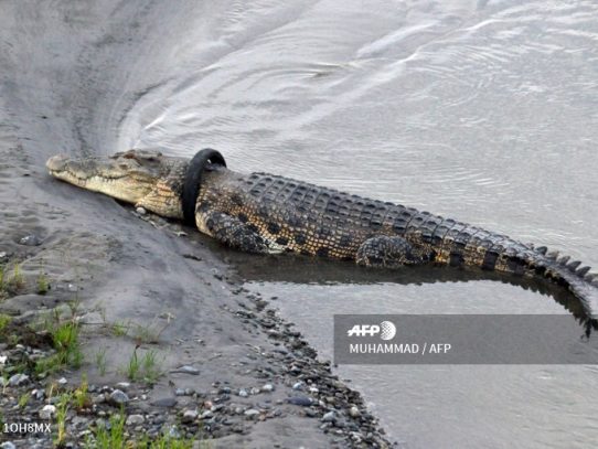 Recompensa por quitar neumático del cuello de cocodrilo gigante en Indonesia