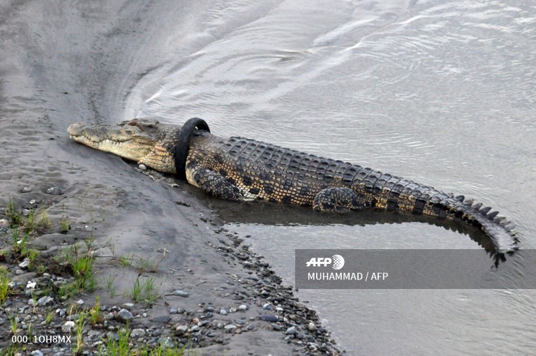 Recompensa por quitar neumático del cuello de cocodrilo gigante en Indonesia