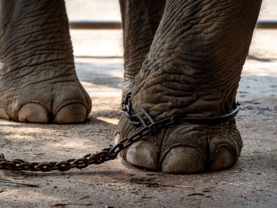 El cruel adiestramiento de los elefantes explotados por el turismo en Tailandia