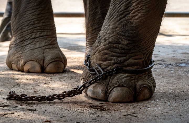 El cruel adiestramiento de los elefantes explotados por el turismo en Tailandia