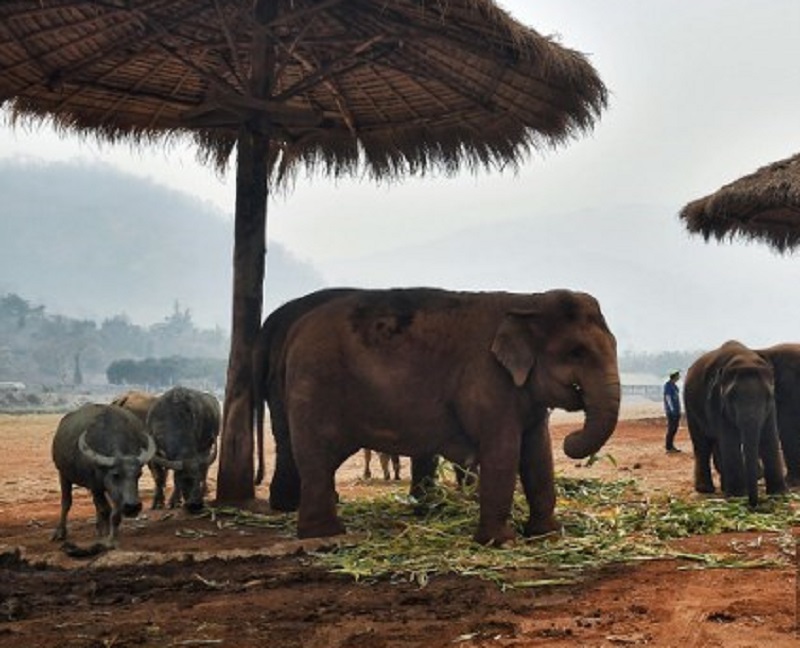 Elefantes para turistas pasan hambre en Tailandia por pandemia