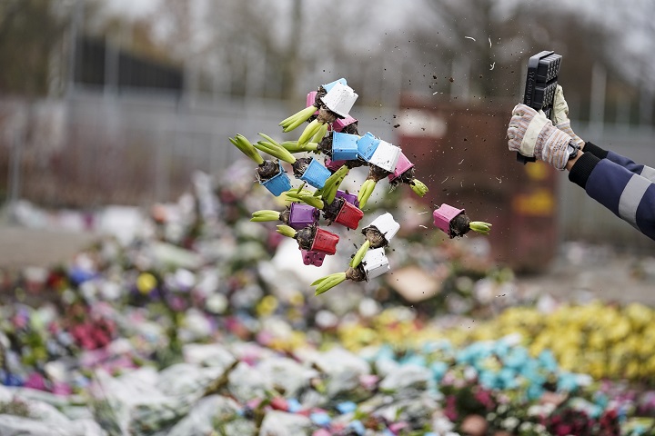 Millones de flores destruidas cada día en Holanda debido al coronavirus
