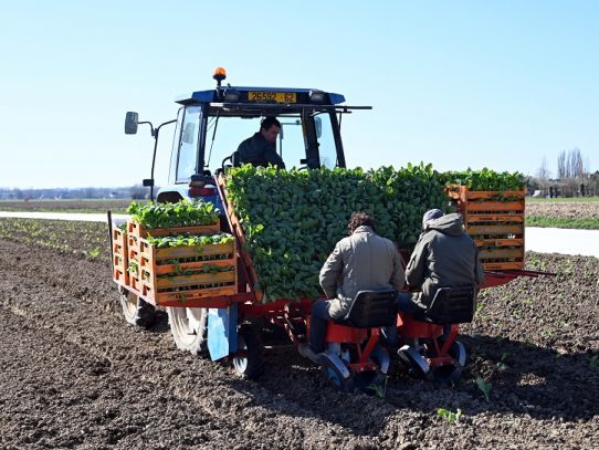 Francia insta a desempleados a ir al campo a ayudar a los agricultores