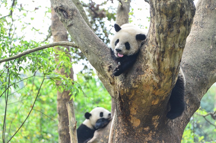 La protección de los osos panda no ayuda a todas las especies de su hábitat