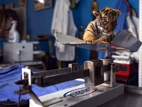 Bautizan a tigre con el nombre de COVID para dar esperanza ante la pandemia en México