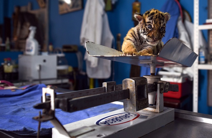 Bautizan a tigre con el nombre de COVID para dar esperanza ante la pandemia en México
