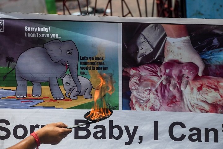 Un detenido en India por la muerte de una elefanta que comió fruta con explosivos