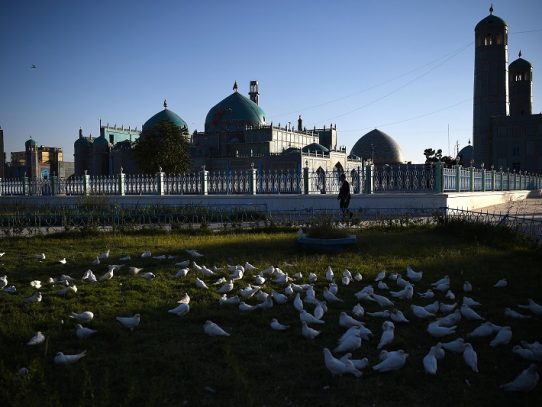 Más de un millar de palomas mueren de hambre por cierre de mezquita en Afganistán