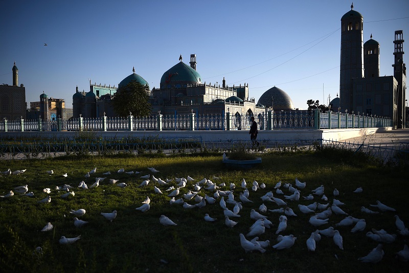 Más de un millar de palomas mueren de hambre por cierre de mezquita en Afganistán