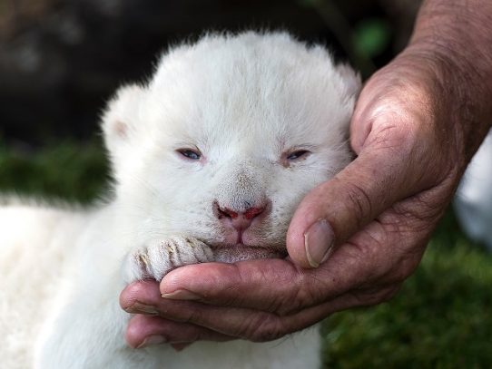 White King, el león blanco al que su madre no quería