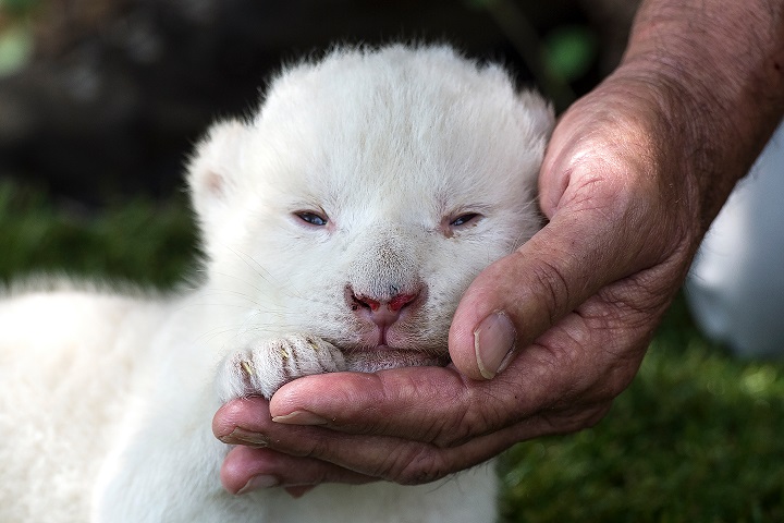 White King, el león blanco al que su madre no quería