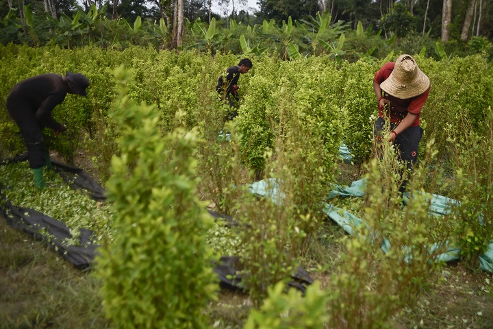 Cocaleros en Colombia siguen sembrando y recogiendo pese a parálisis global