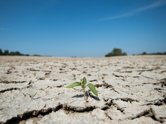 La sequía extrema de 2018-19 en Europa podría repetirse, según un estudio
