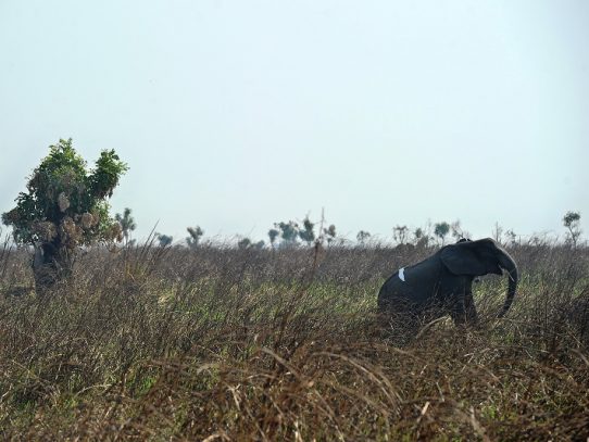 Un cazador furtivo de elefantes en Congo es condenado a 30 años de trabajos forzados