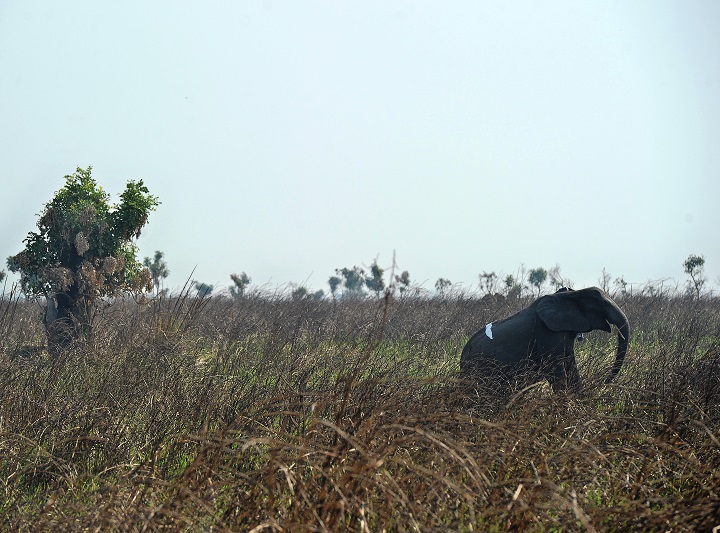 Un cazador furtivo de elefantes en Congo es condenado a 30 años de trabajos forzados