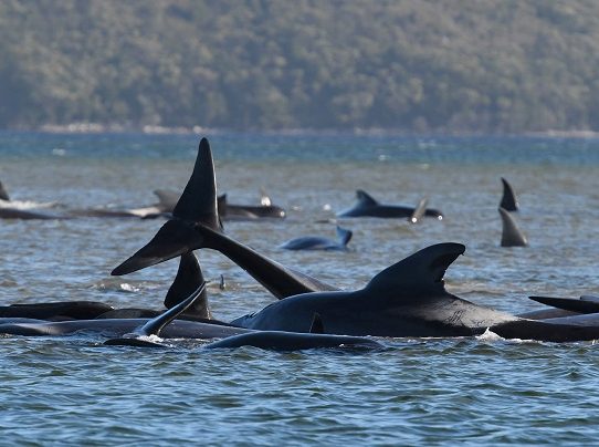 Cientos de ballenas varadas en el sur de Australia
