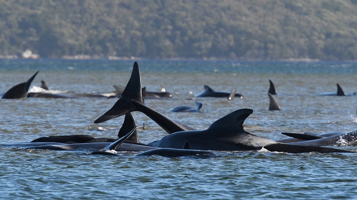 Cientos de ballenas varadas en el sur de Australia