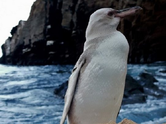 Un "raro" pingüino blanco fue descubierto en islas ecuatorianas de Galápagos