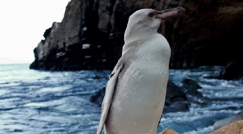 Un "raro" pingüino blanco fue descubierto en islas ecuatorianas de Galápagos