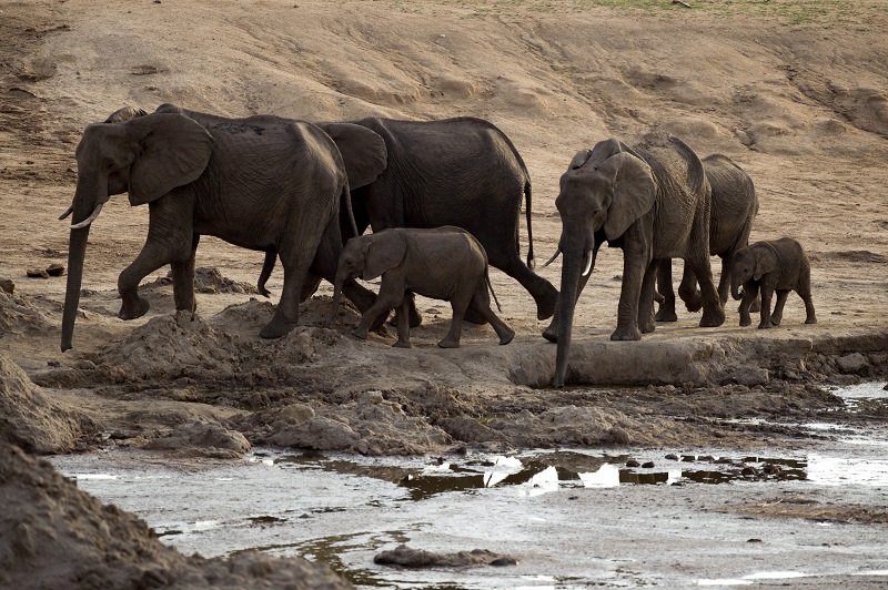 Las misteriosas muertes de elefantes en Zimbabue suben a 34