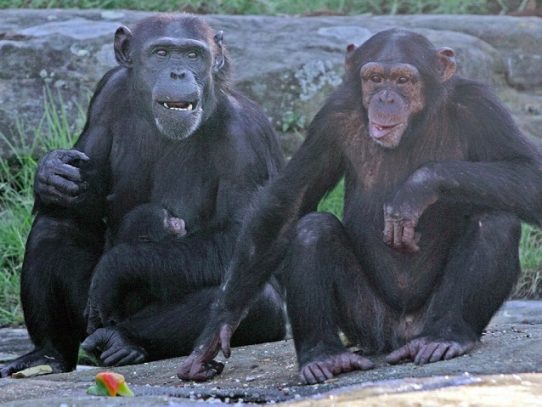 Los humanos son capaces de descifrar los sonidos de los chimpancés