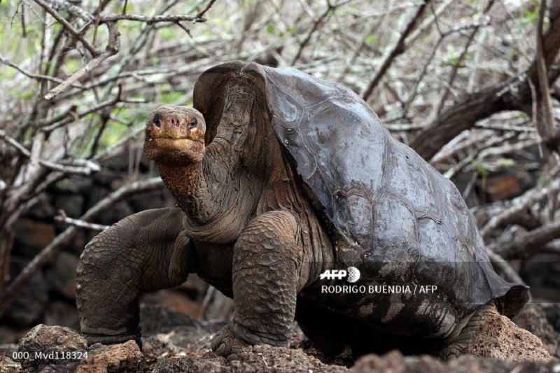 Hallan en Galápagos tortuga emparentada con la especie del Solitario George