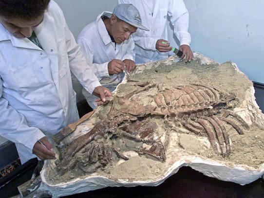 Hallan fósiles de tres elefantes prehistóricos en los Andes de Perú
